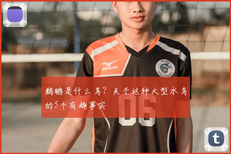 鹈鹕是什么鸟？关于这种大型水鸟的5个有趣事实